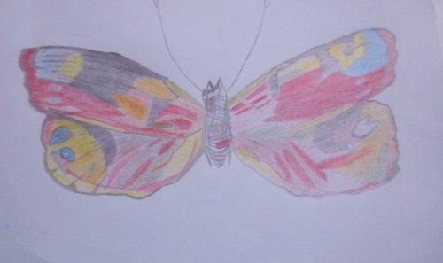 Elaine L, butterfly, coloured pencils..